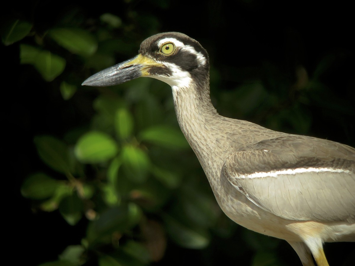 Beach Thick-knee - ML300464511