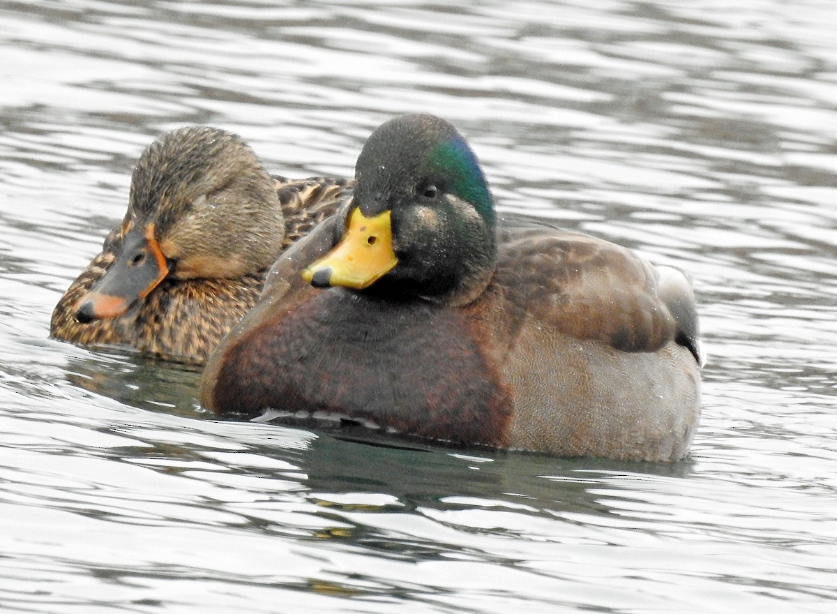 American Wigeon x Mallard (hybrid) - ML300465431