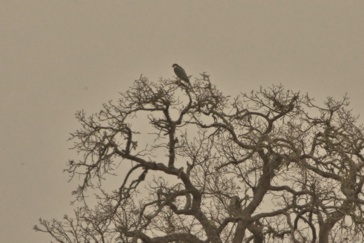 Peregrine Falcon - ML300467531