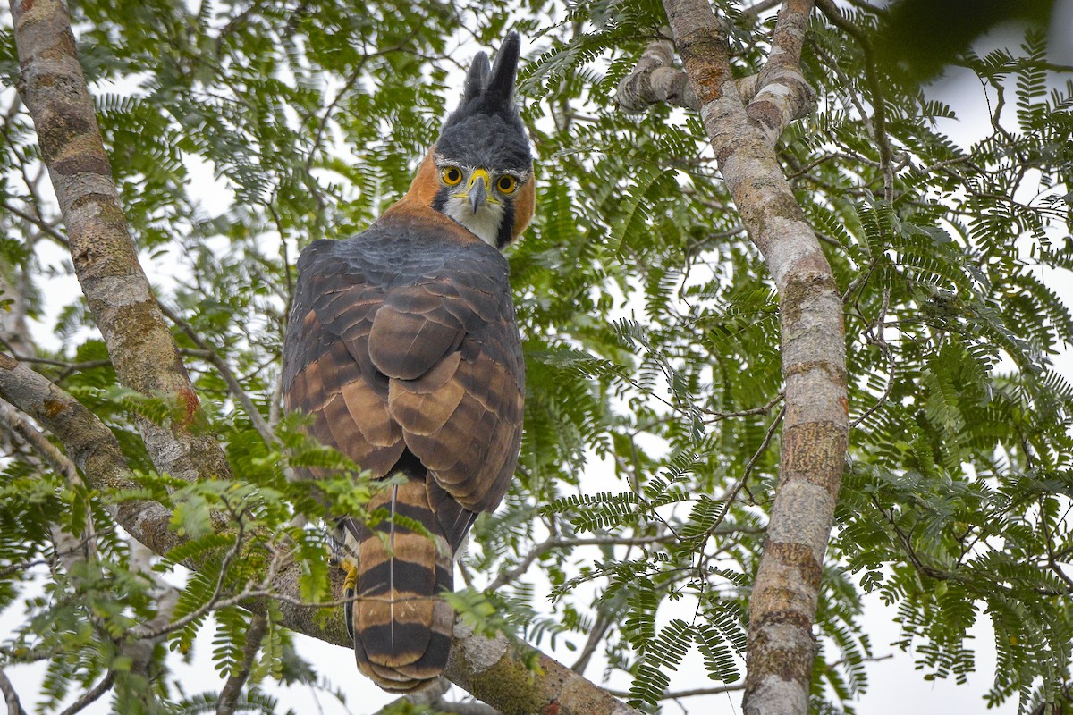 Ornate Hawk-Eagle - Carlos Echeverría