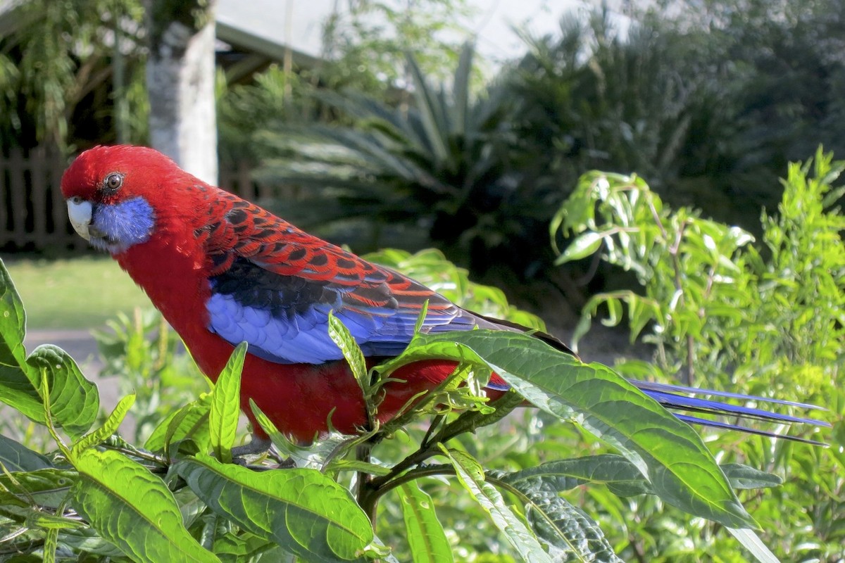 Crimson Rosella - ML300468121