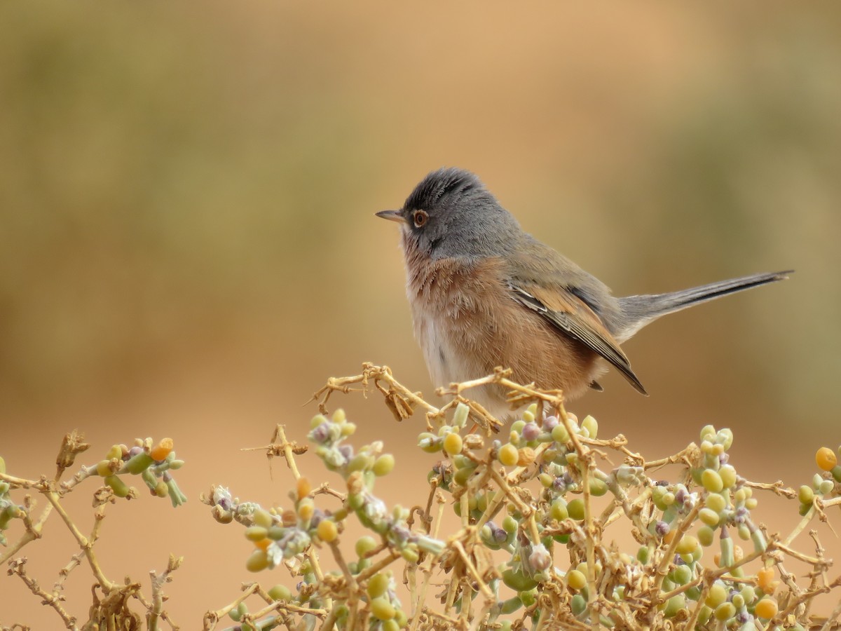 Tristram's Warbler - ML300469171