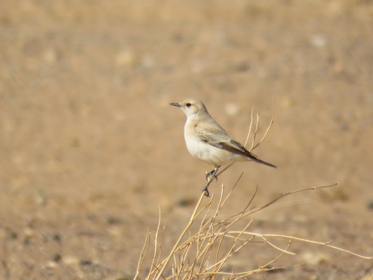 Desert Wheatear - ML300470461