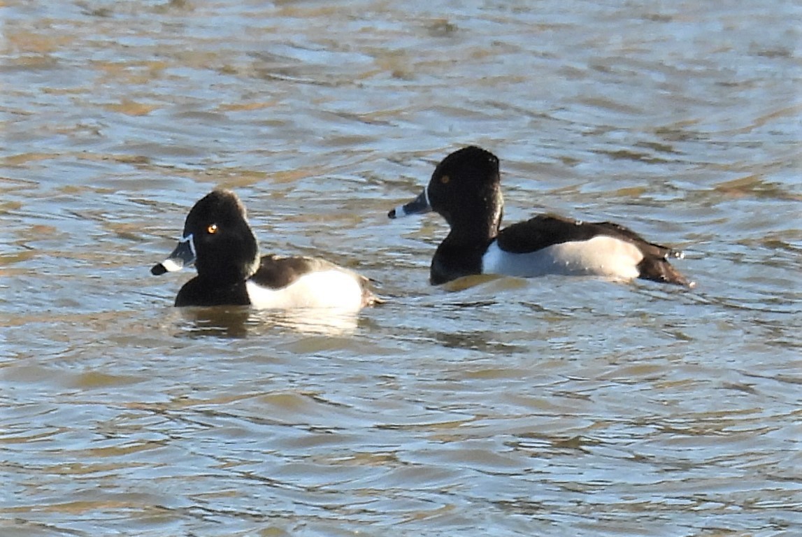 Ring-necked Duck - ML300470921