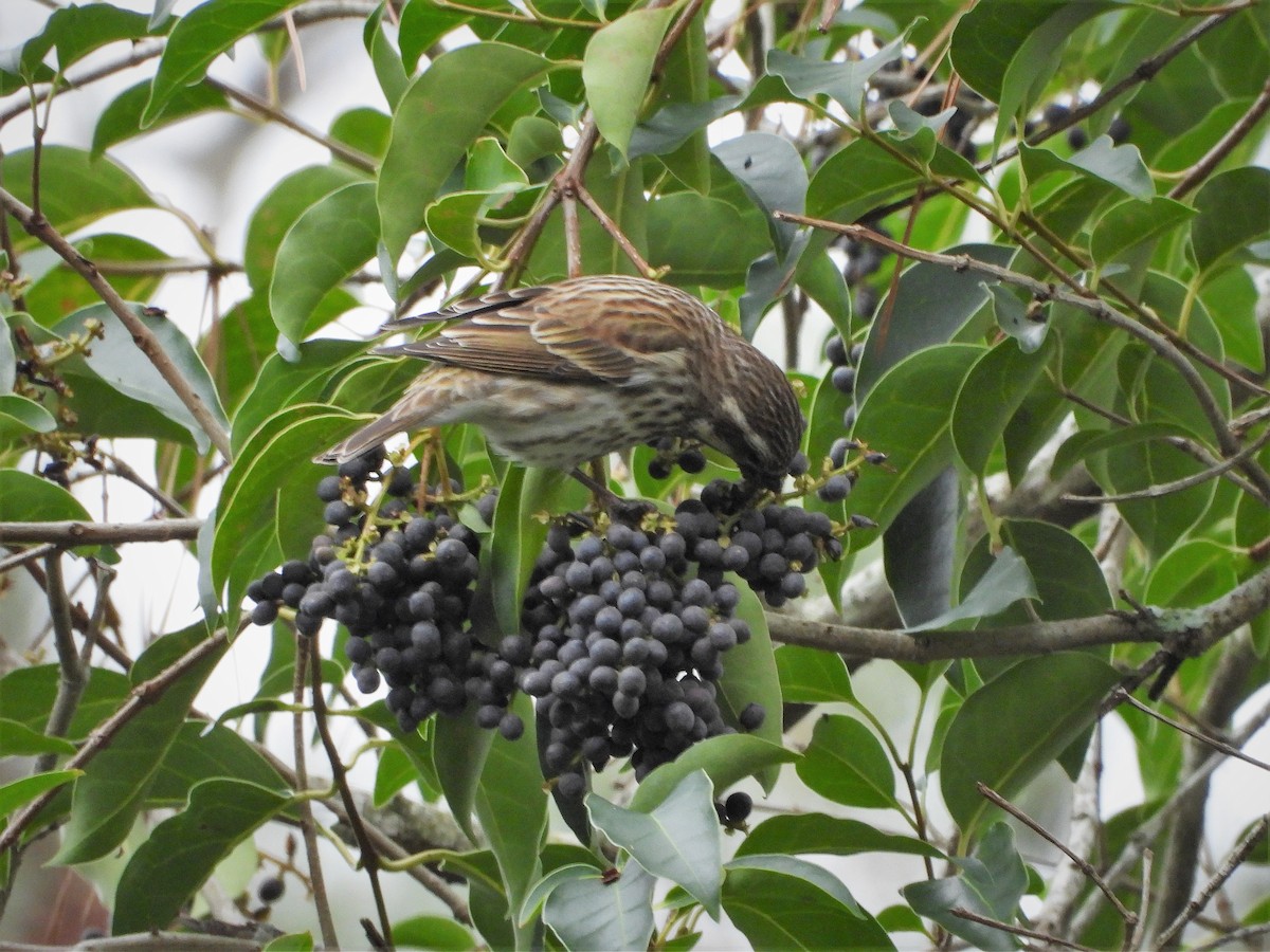 Purple Finch - ML300470931