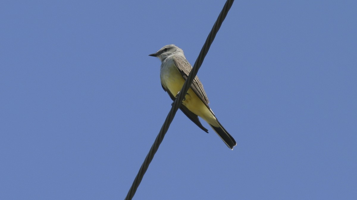 Western Kingbird - ML30047151