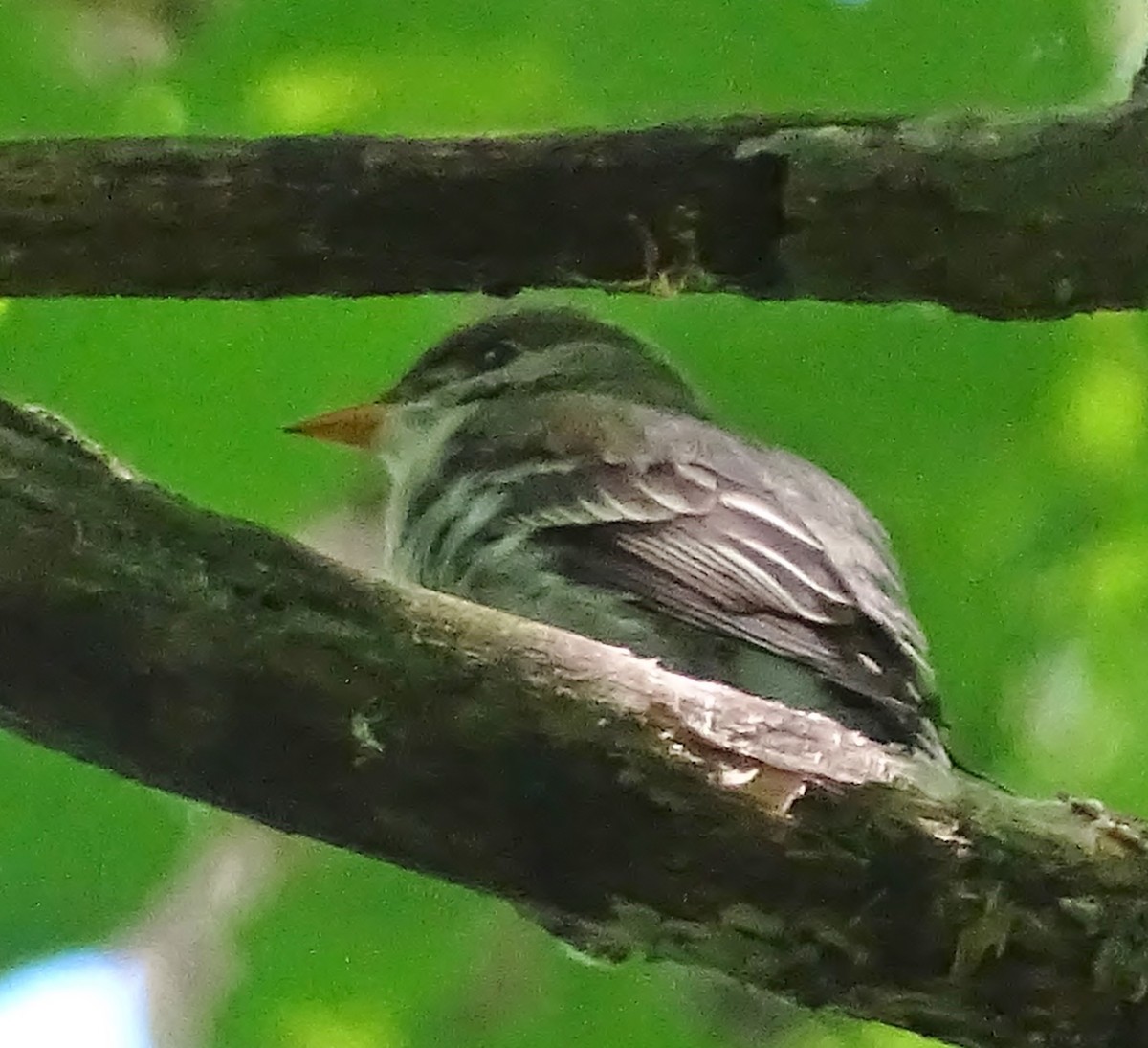 Eastern Wood-Pewee - ML30047301