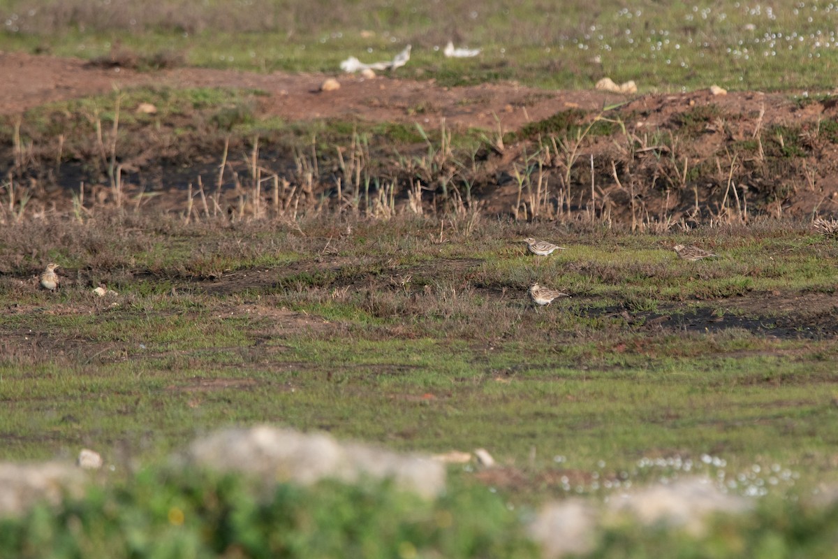 Eurasian Skylark - ML300473031