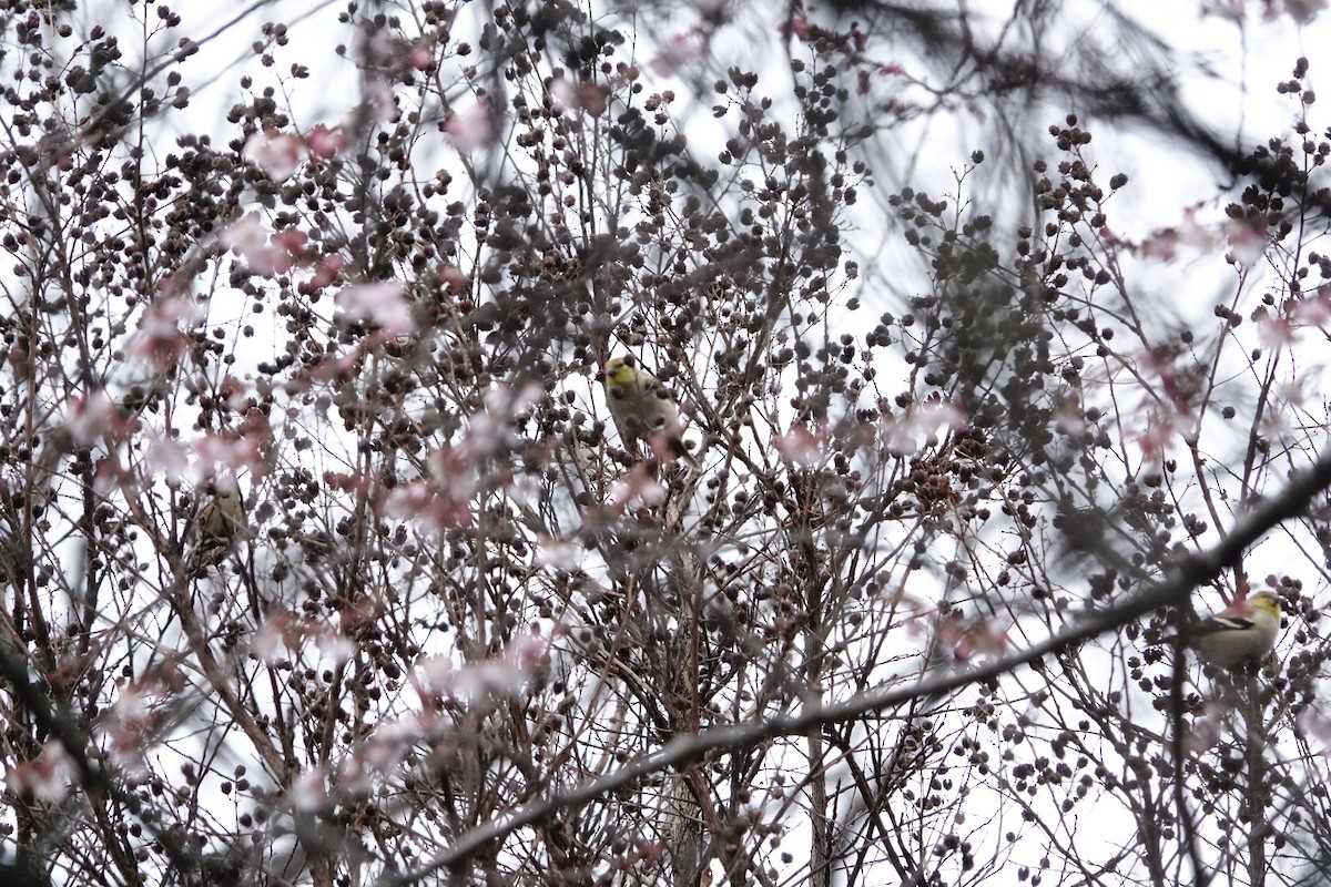 American Goldfinch - ML300473041