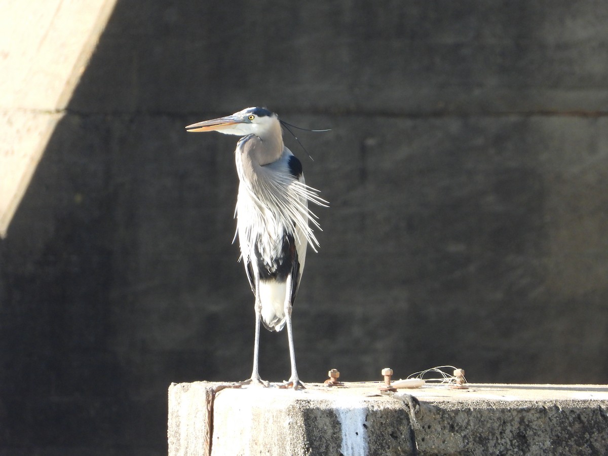 Great Blue Heron - ML300475961