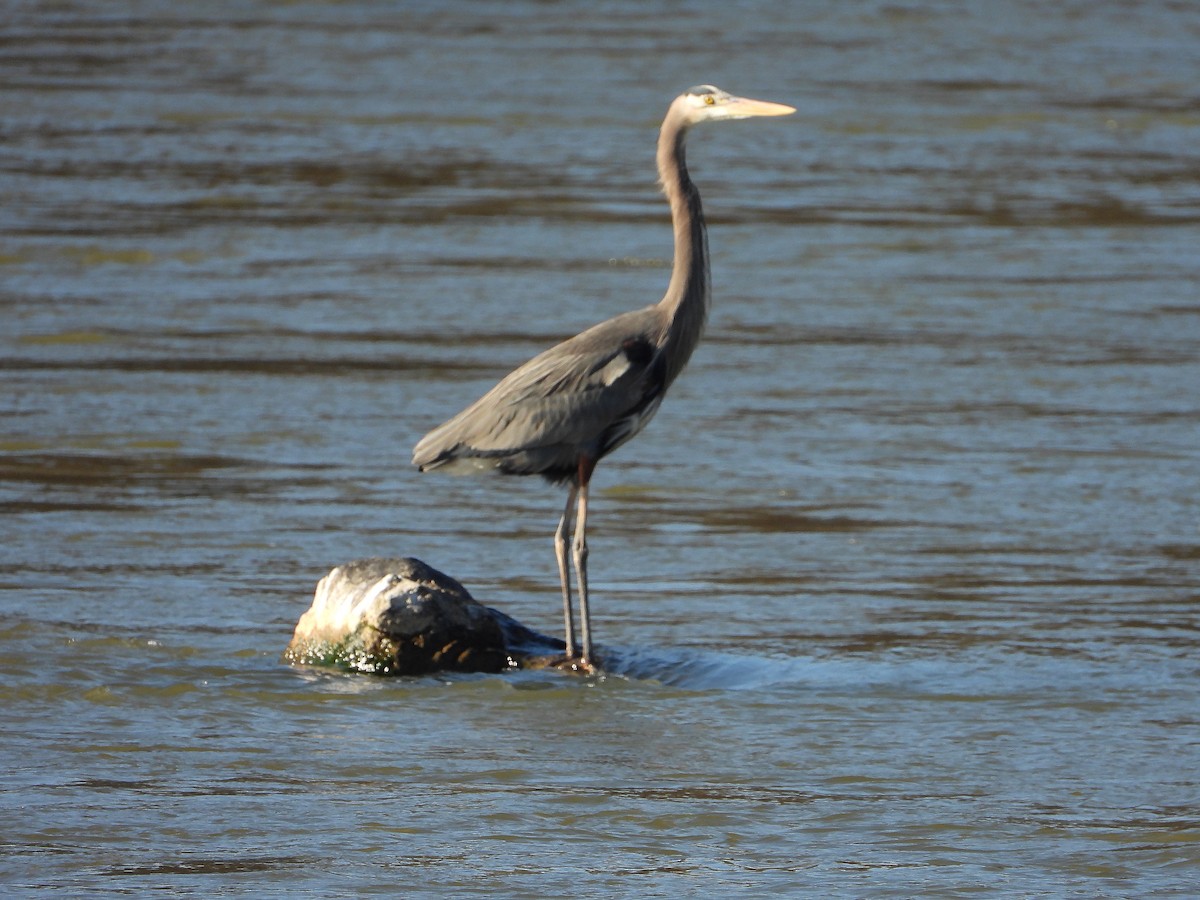 Great Blue Heron - ML300476001