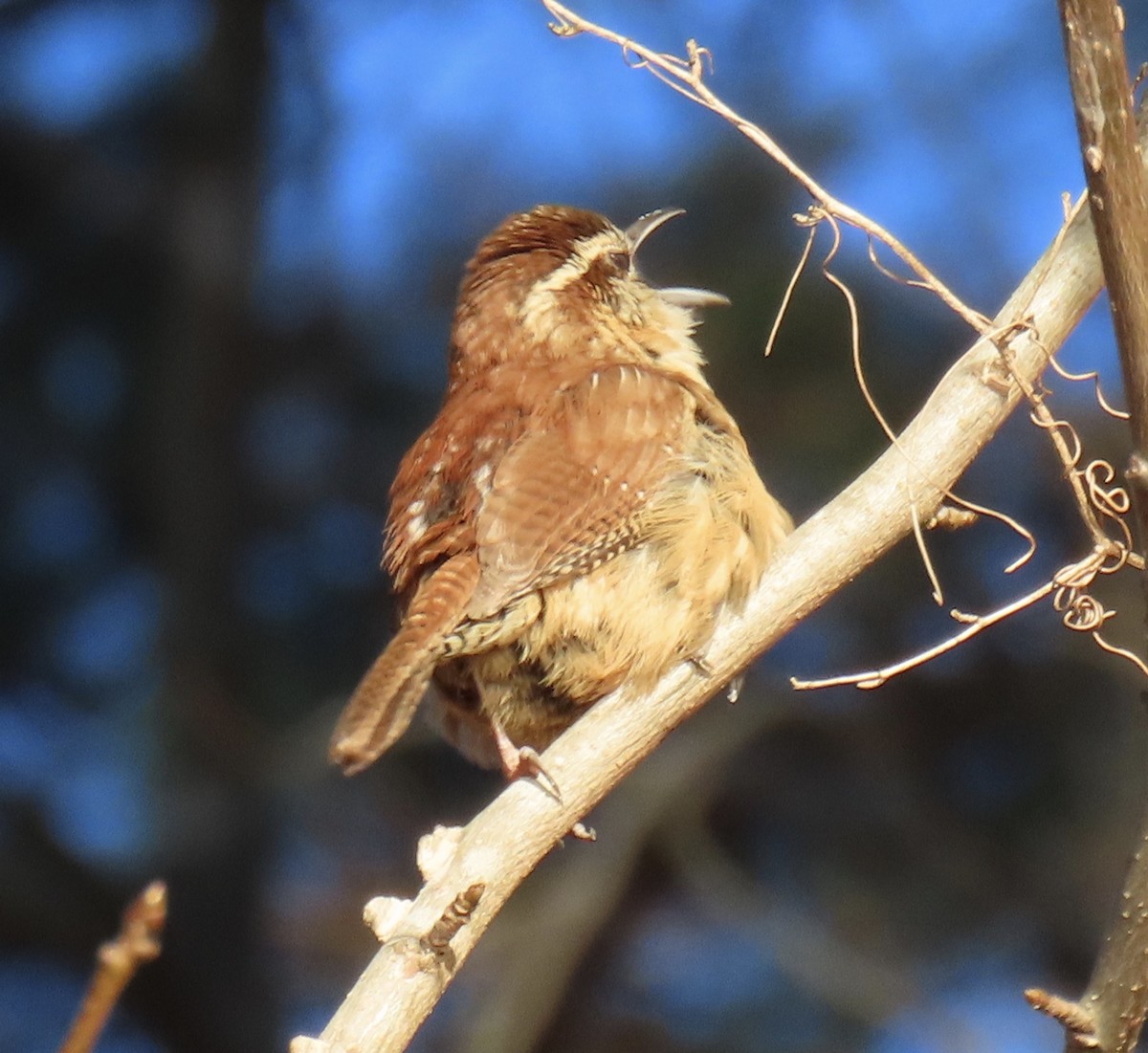 Carolina Wren - ML300477071