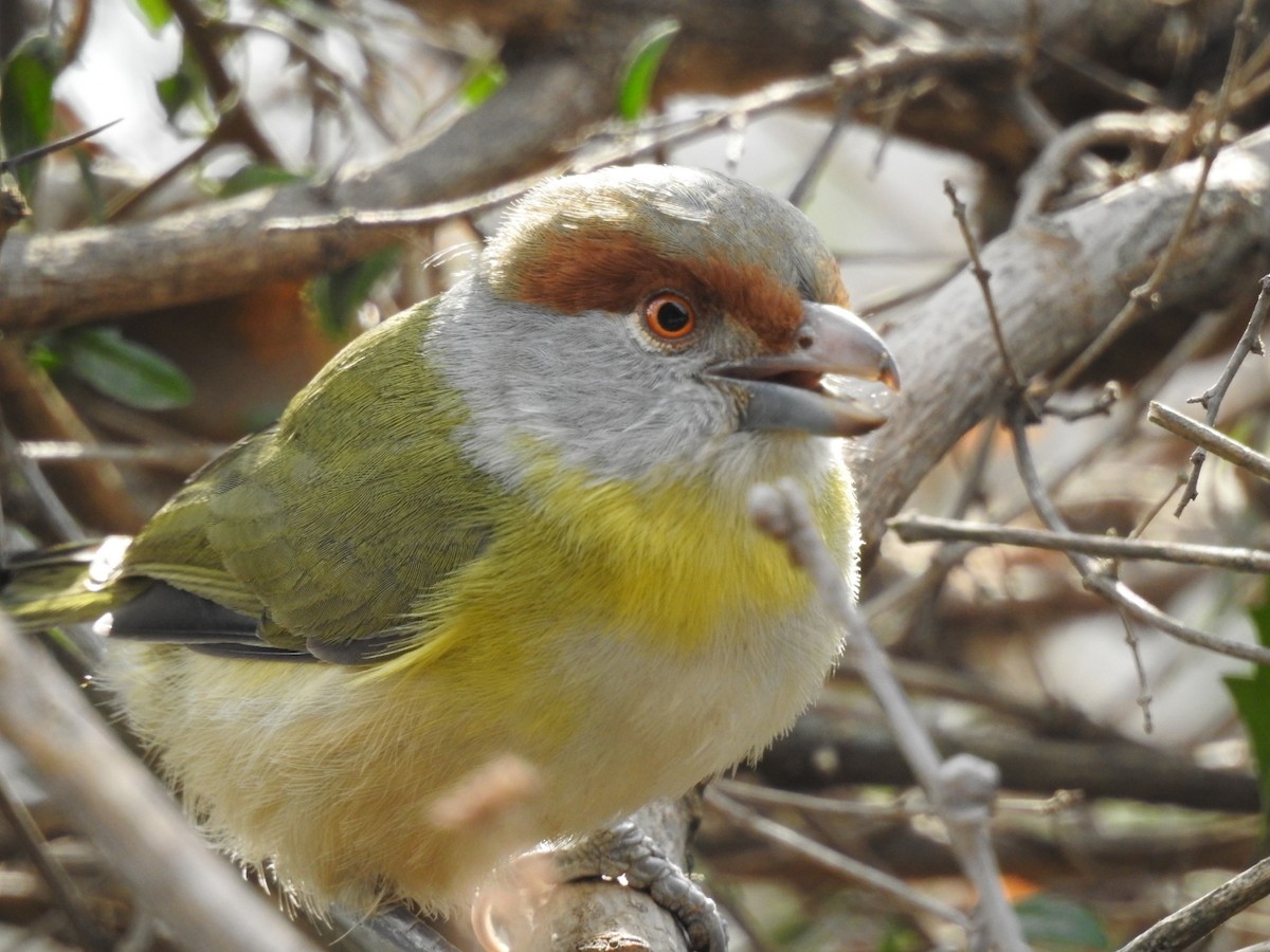 Rufous-browed Peppershrike - ML300479611