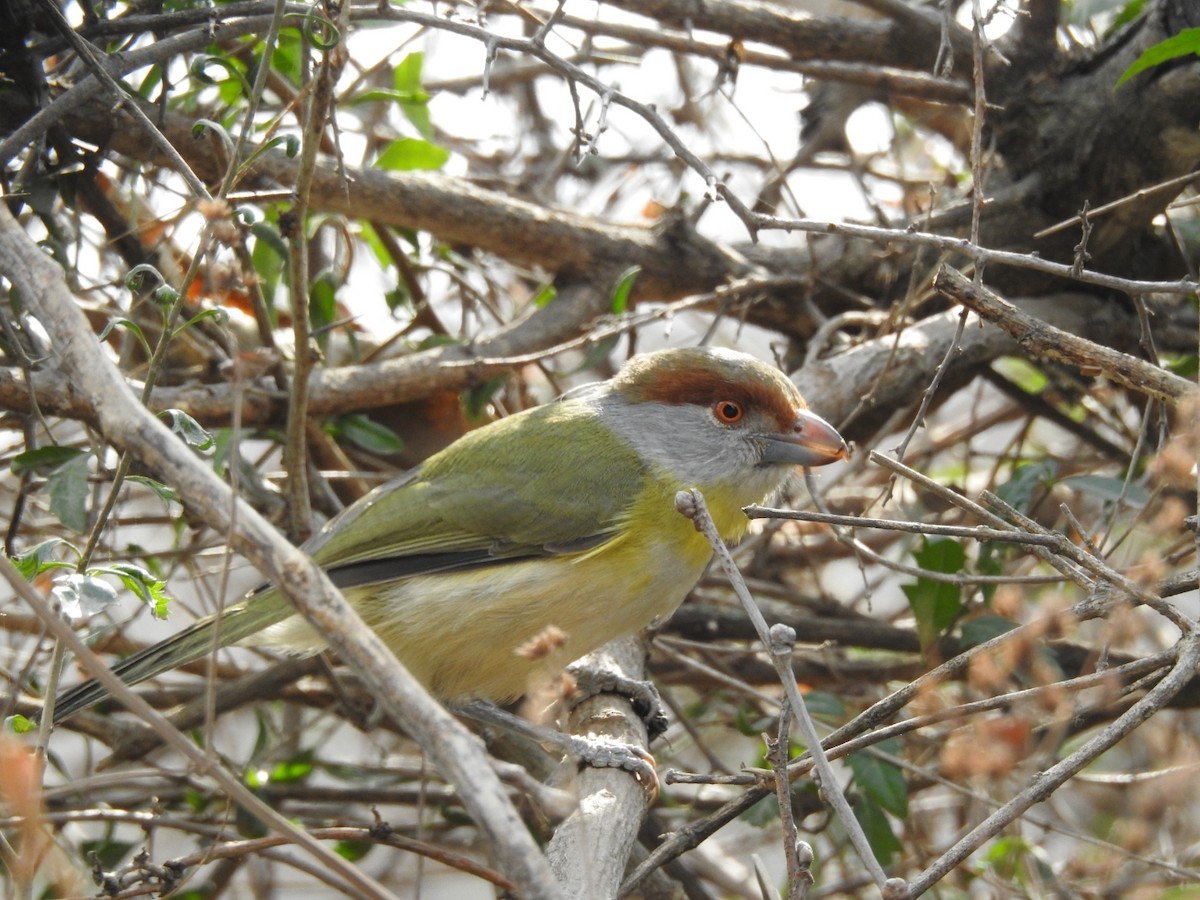 Rufous-browed Peppershrike - ML300479631