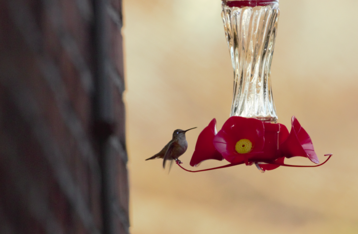 Allen's Hummingbird - Luca Sheldon