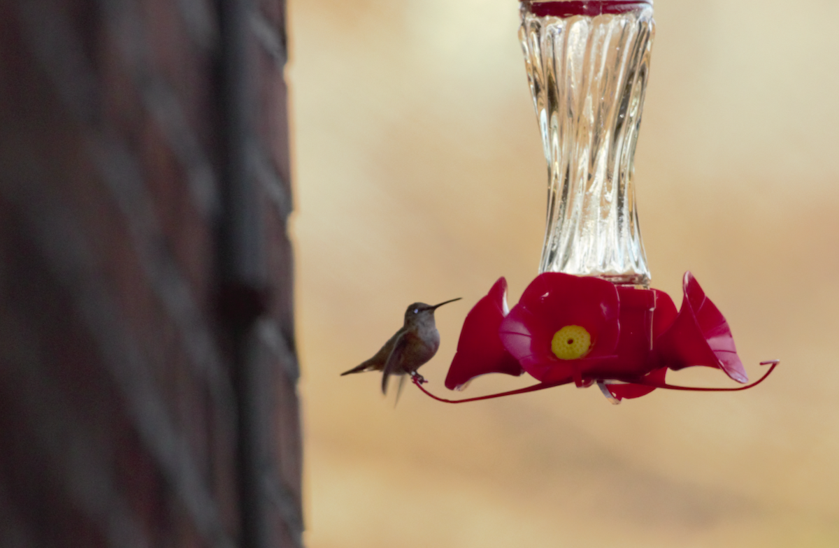 Colibrí de Allen - ML300480031