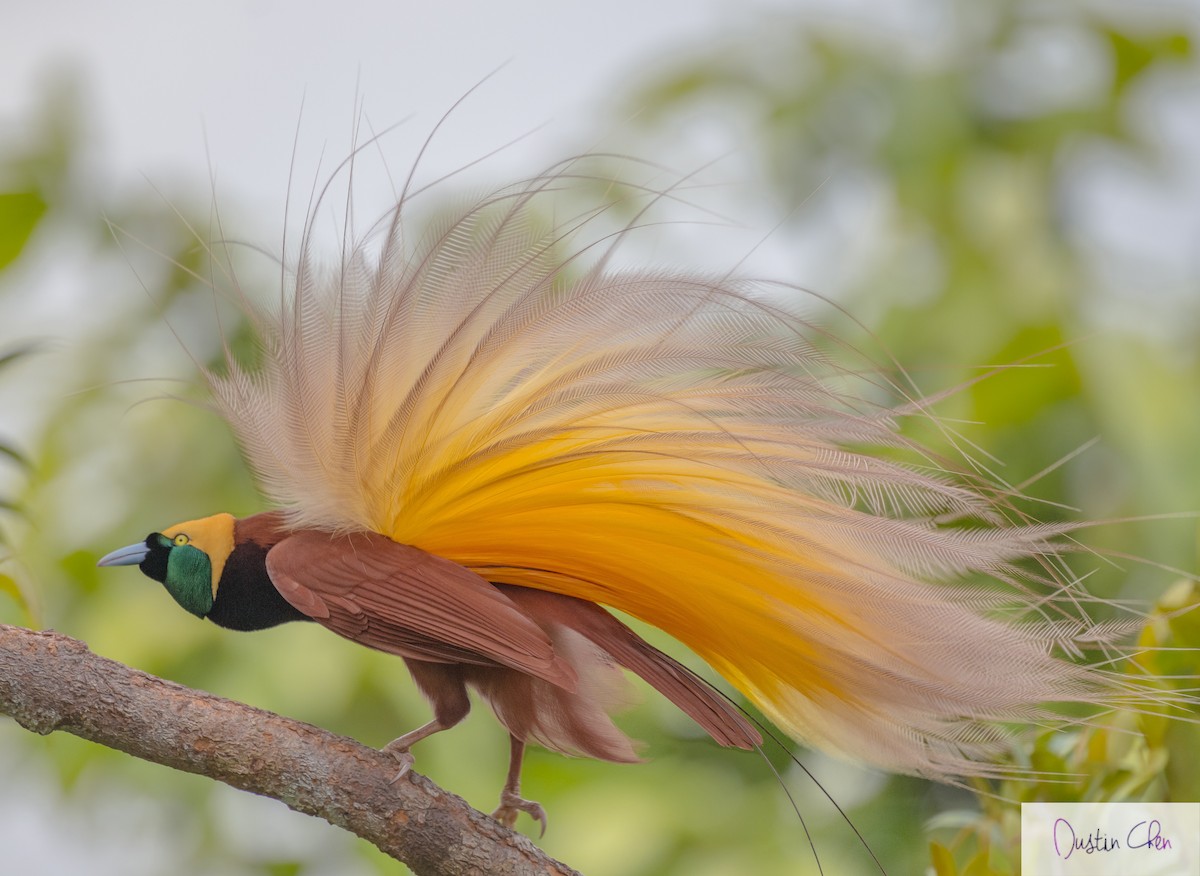 Greater Bird-of-Paradise - Dustin Chen