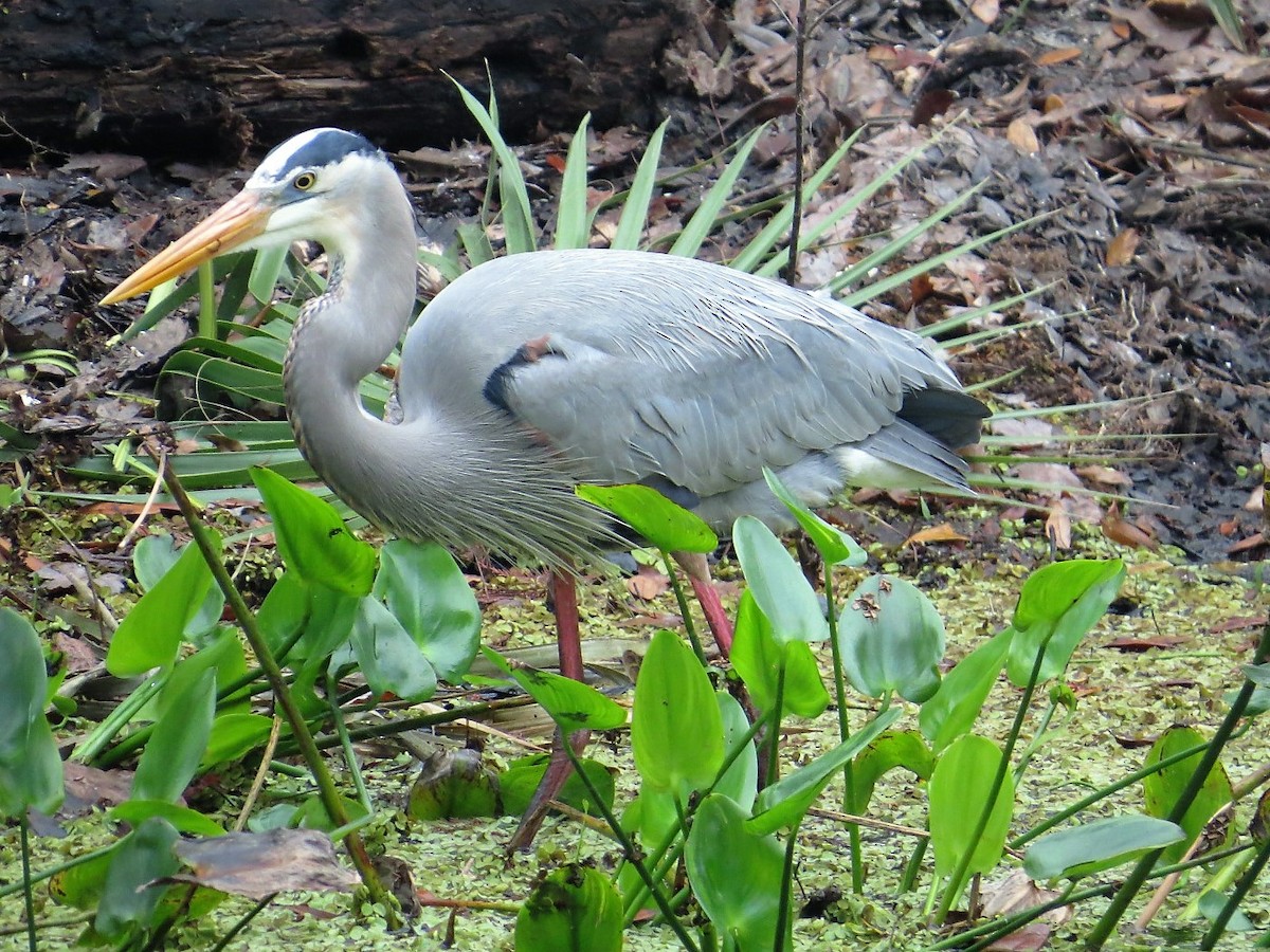 Great Blue Heron - ML300481721