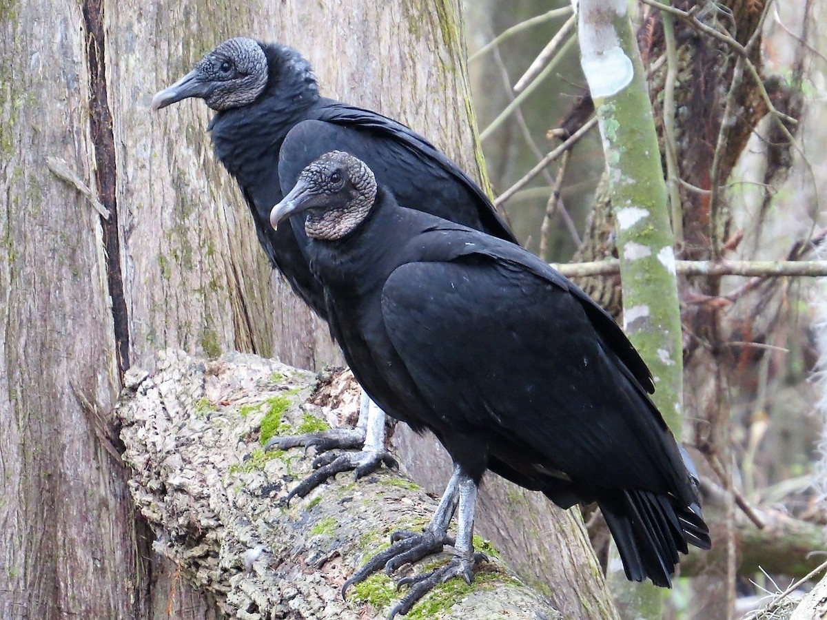 Black Vulture - ML300481881