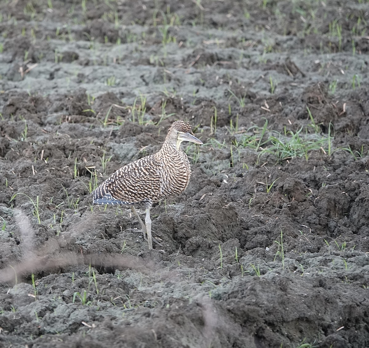 Bare-throated Tiger-Heron - Howard Laidlaw