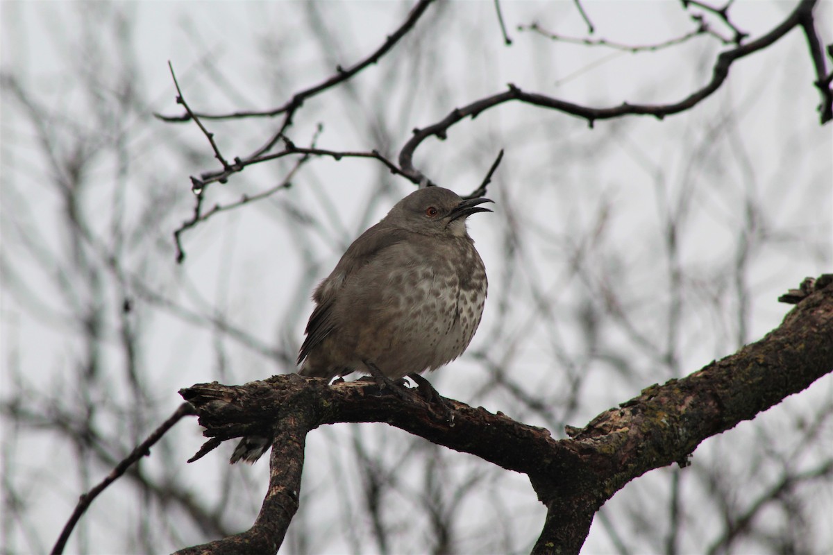 Curve-billed Thrasher - ML300487661