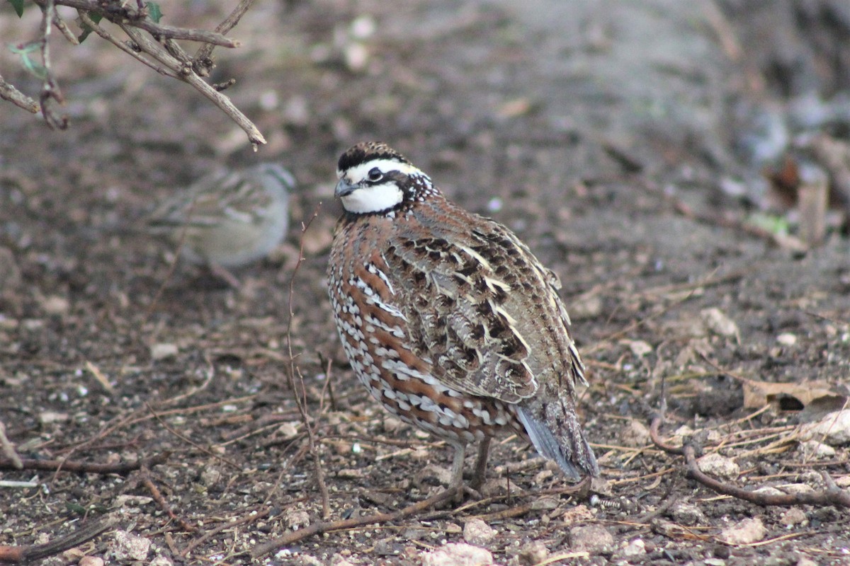 Northern Bobwhite - Jeffrey Roth