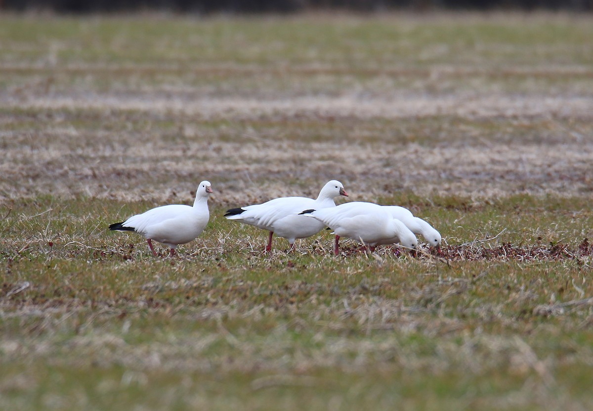 Ross's Goose - ML300489941