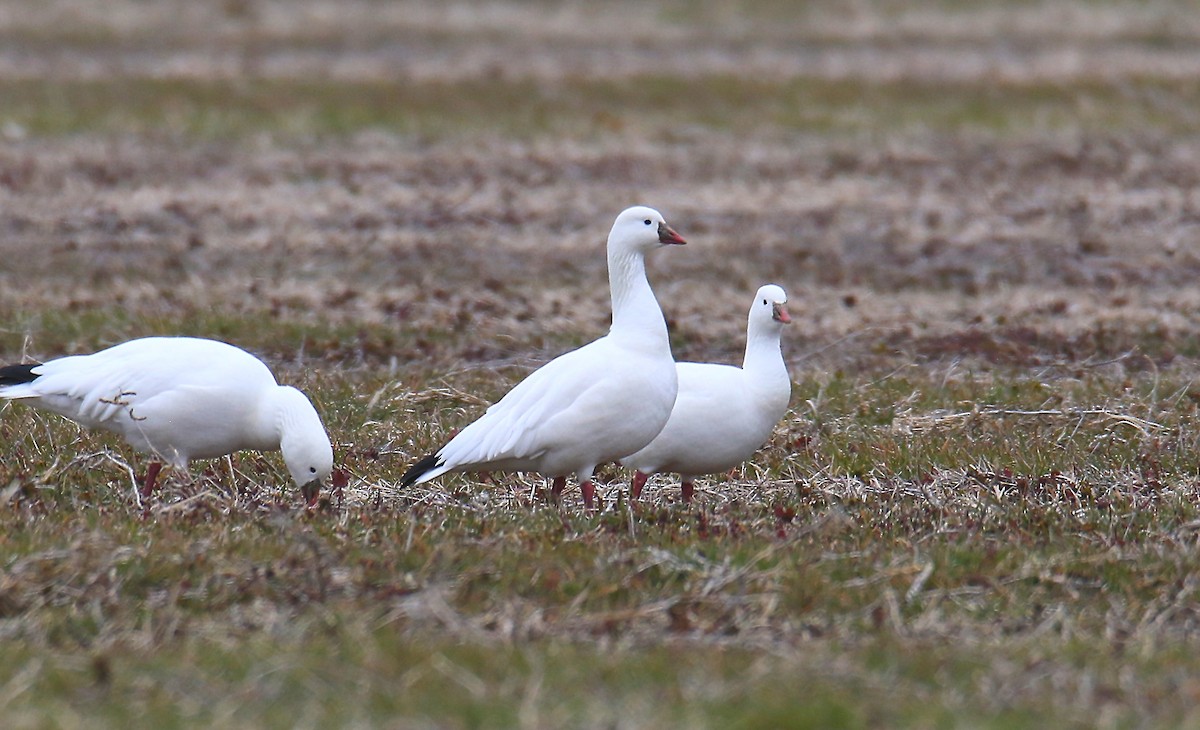 Ross's Goose - Todd Humphrey