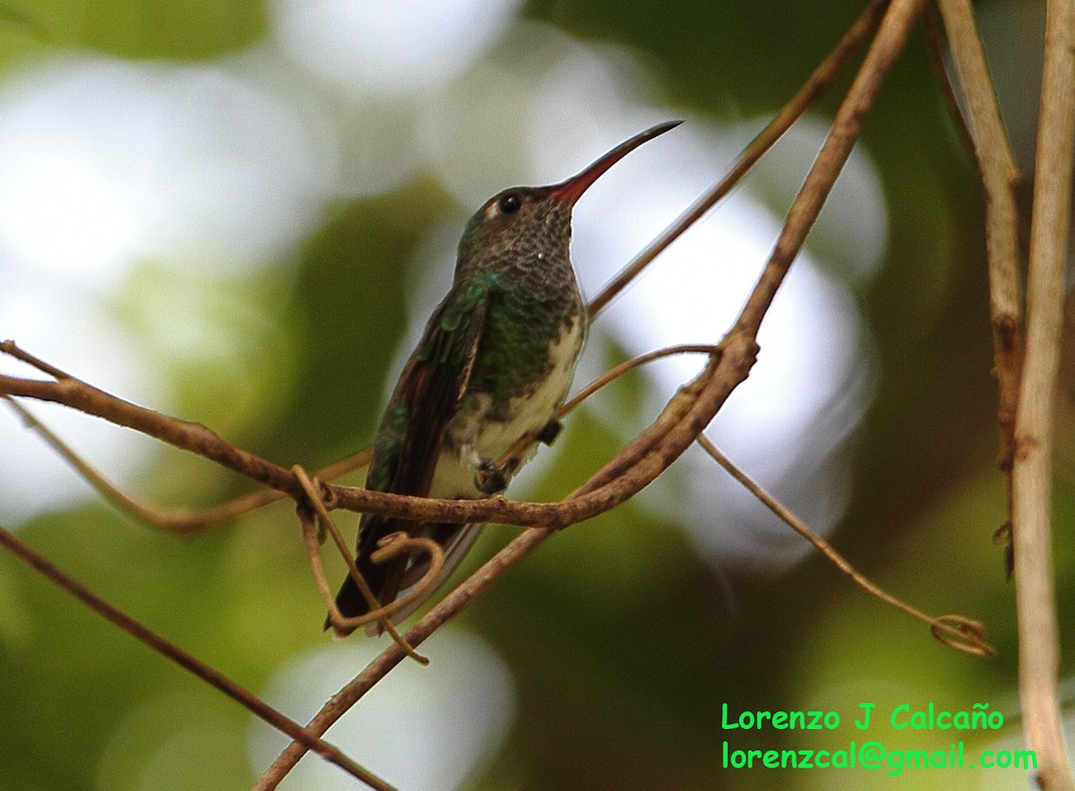 kolibřík zrcadlový - ML300490891