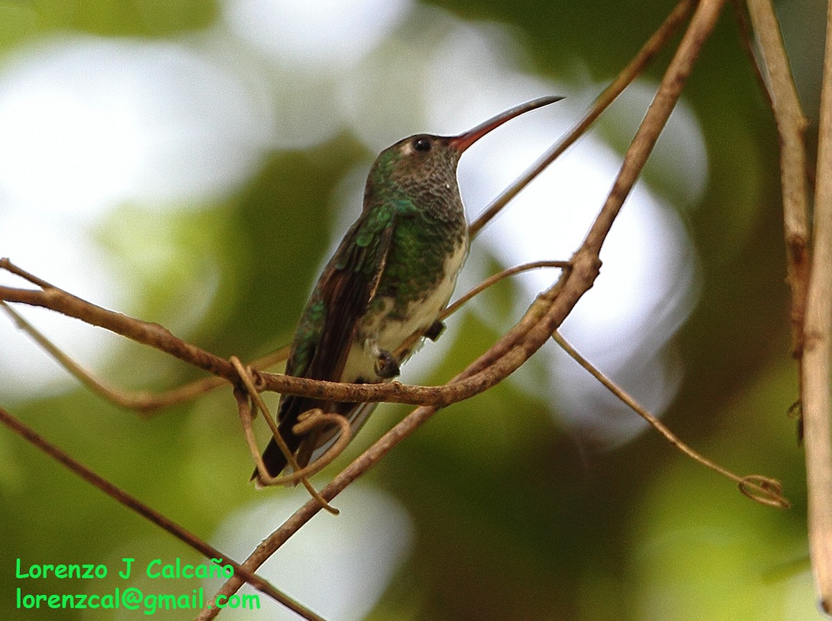 Glittering-throated Emerald - ML300490981