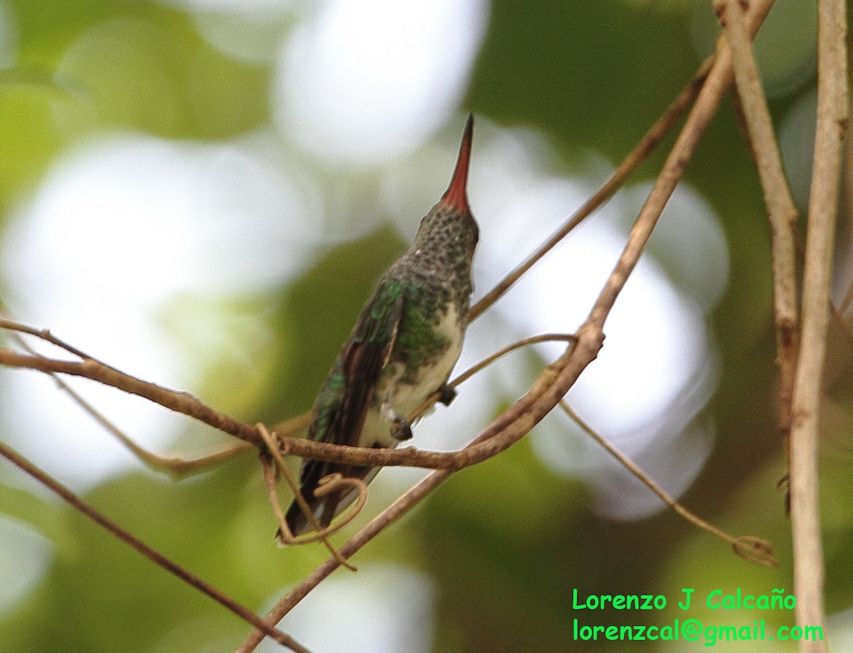 Glittering-throated Emerald - ML300491291