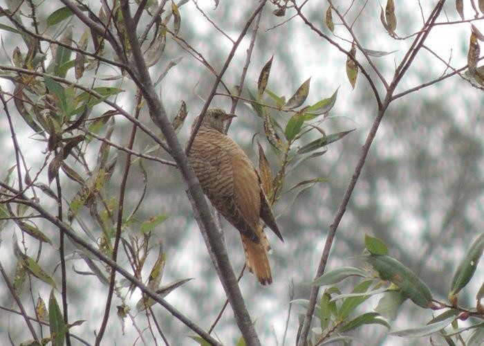 Common Cuckoo - ML300491881