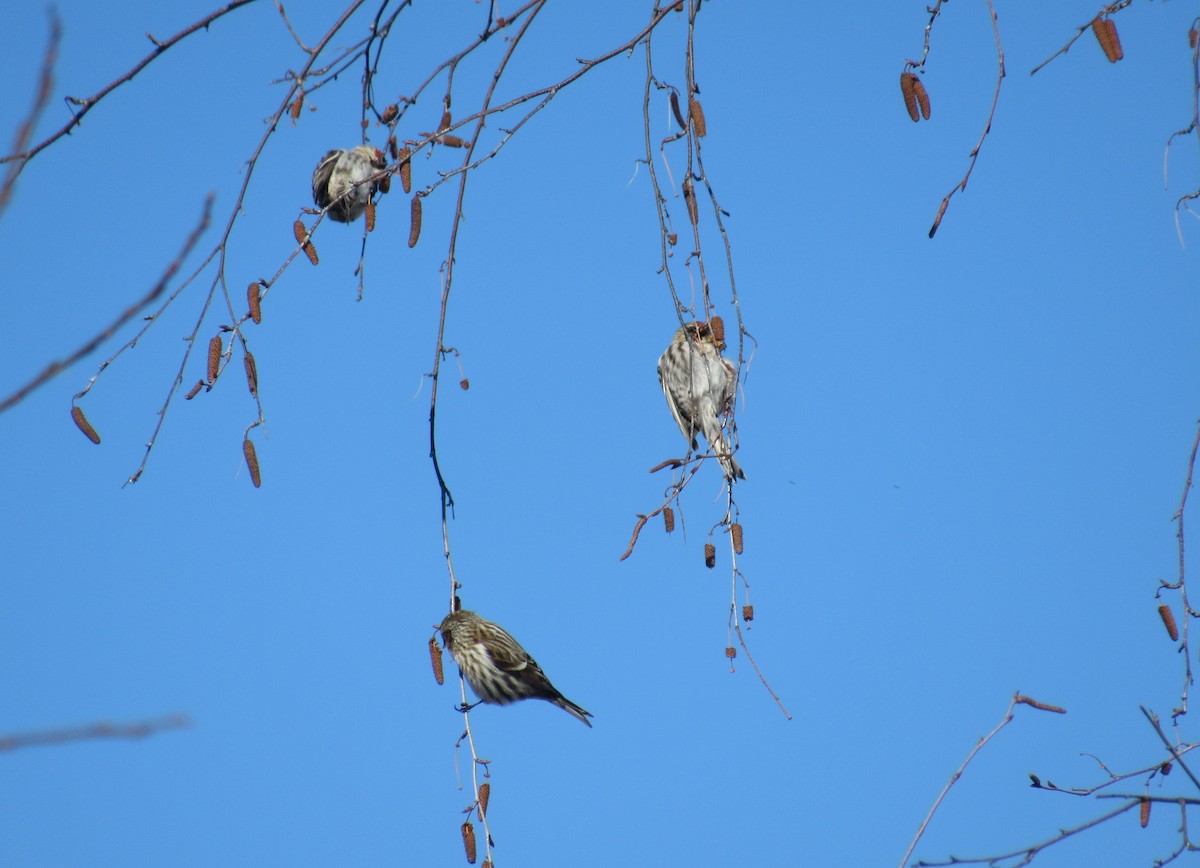 Common Redpoll - Shawn Loewen