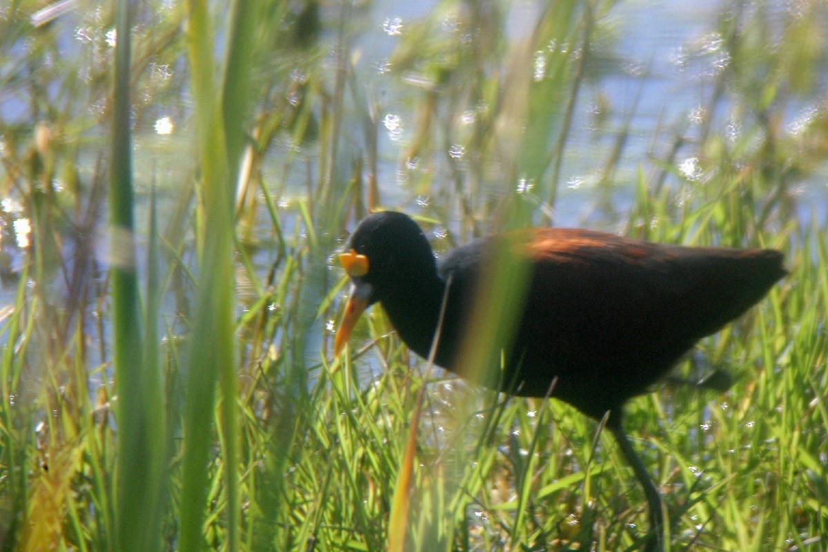 Northern Jacana - ML300495491