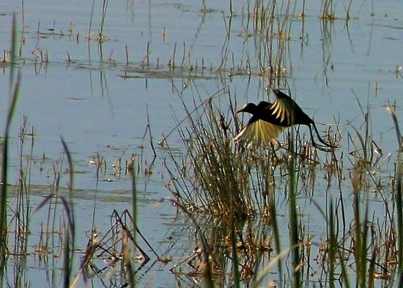 Northern Jacana - ML300495511