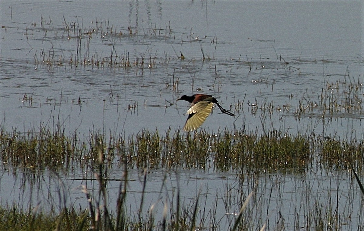 Northern Jacana - ML300495591