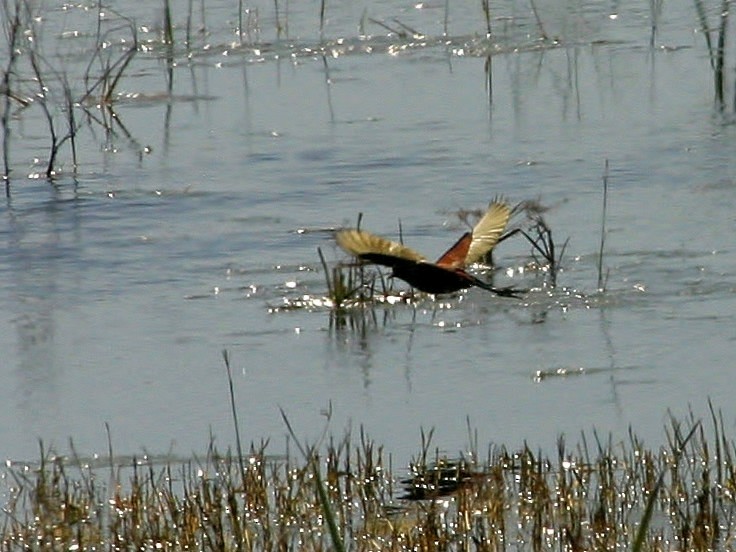 Northern Jacana - ML300495721