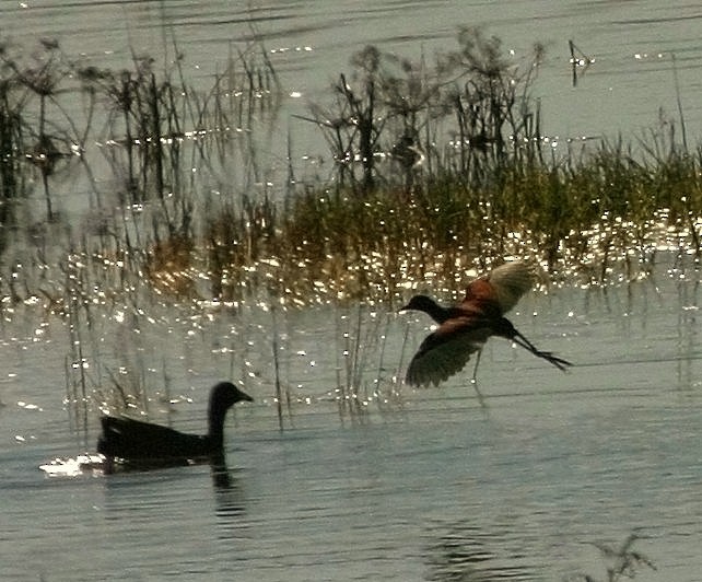 Northern Jacana - ML300495901