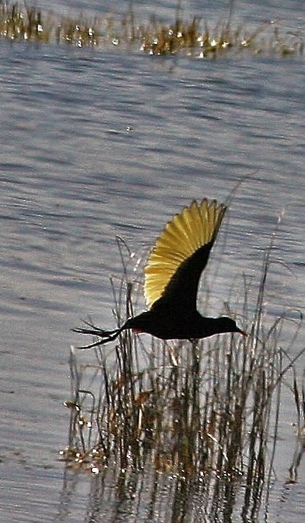 Northern Jacana - ML300496051