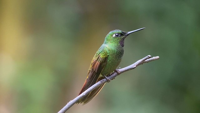 kolibřík brazilský - ML300497391
