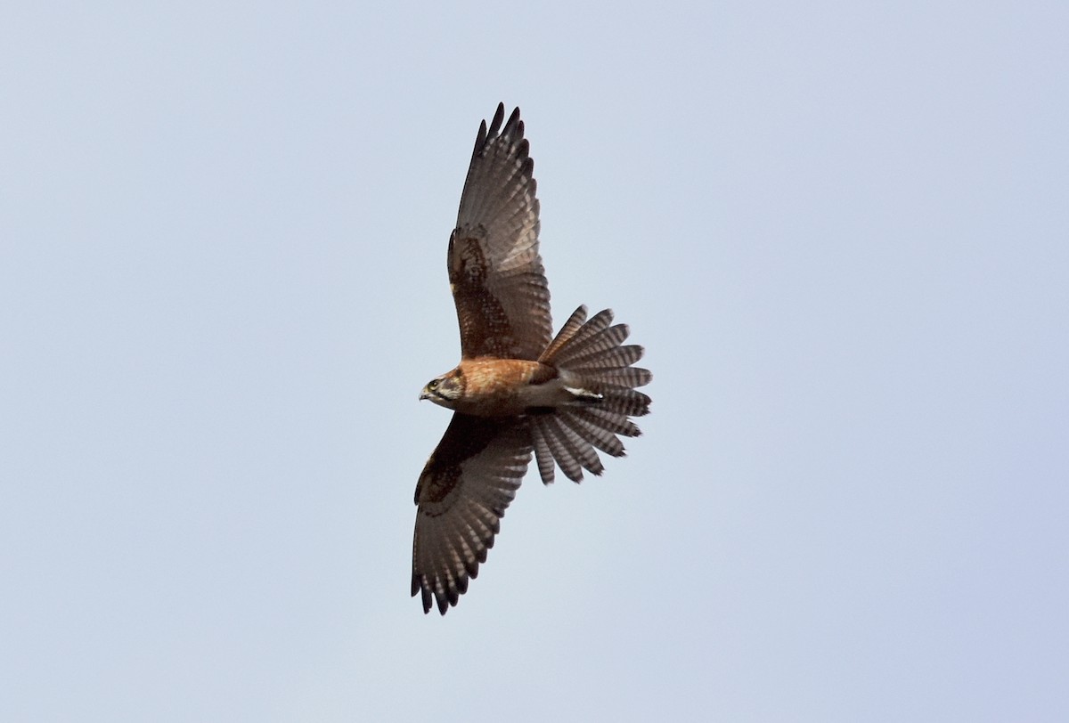 Brown Falcon - ML30049761