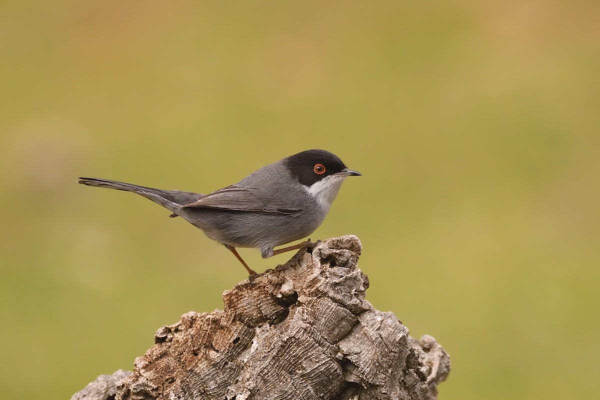 Sardinian Warbler - ML300500051