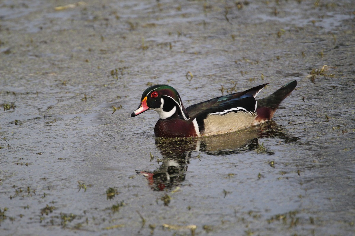 Wood Duck - Braydon Luikart