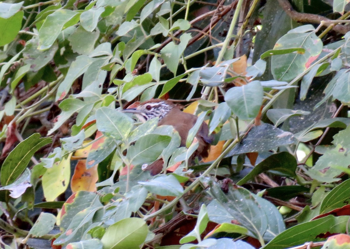 Happy Wren - Mike Hearell