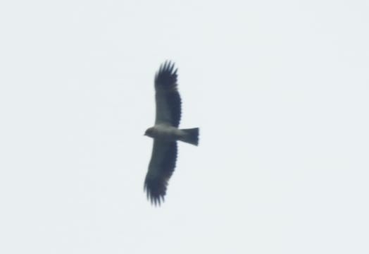 Booted Eagle - ML300502741