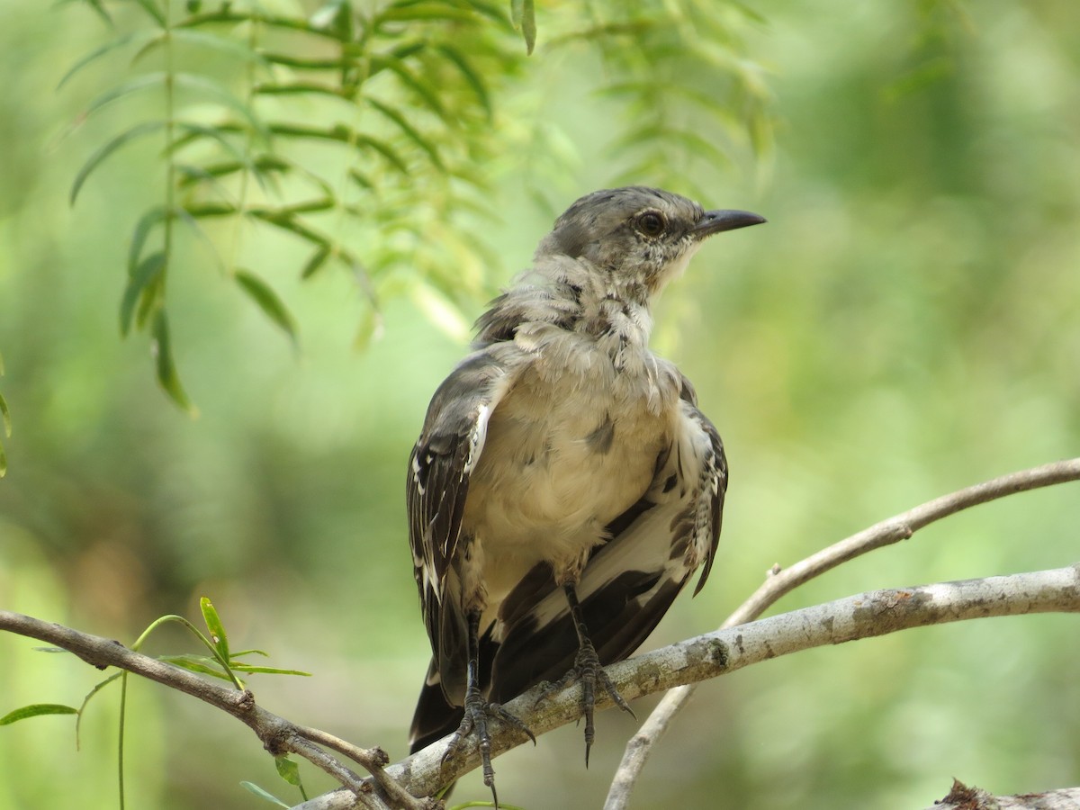 Northern Mockingbird - ML300502941