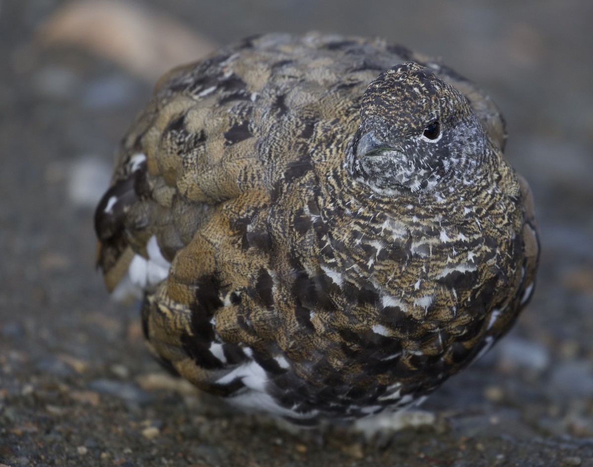 White-tailed Ptarmigan - ML300505801