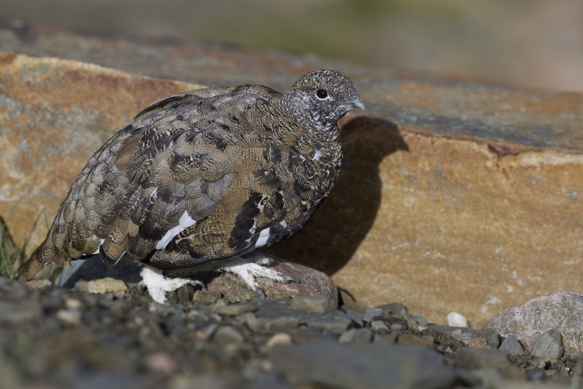 White-tailed Ptarmigan - ML300505831