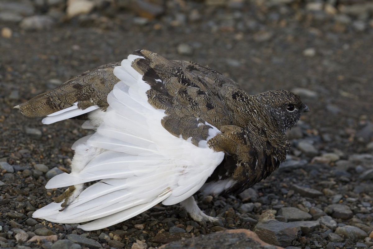 White-tailed Ptarmigan - ML300505881