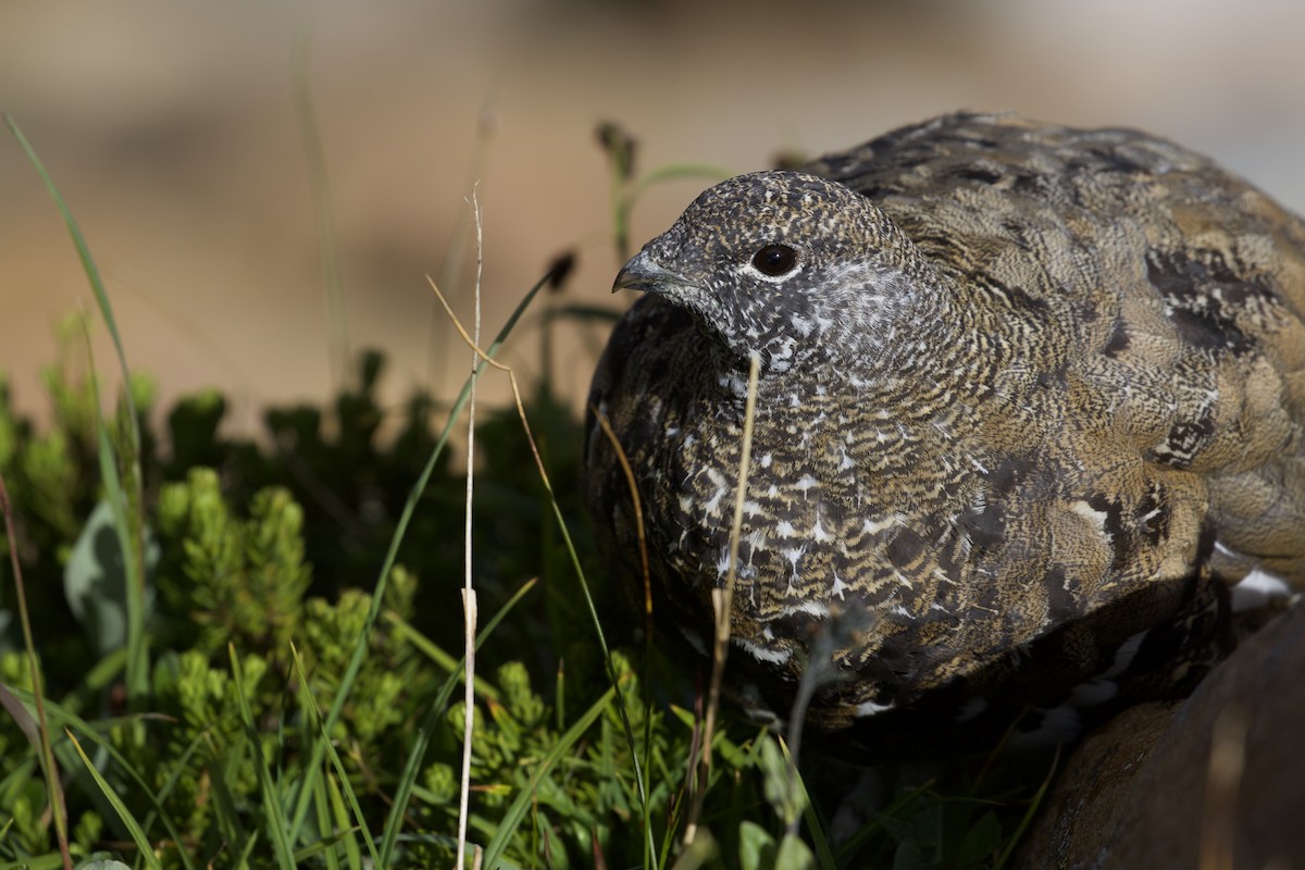 White-tailed Ptarmigan - ML300505931